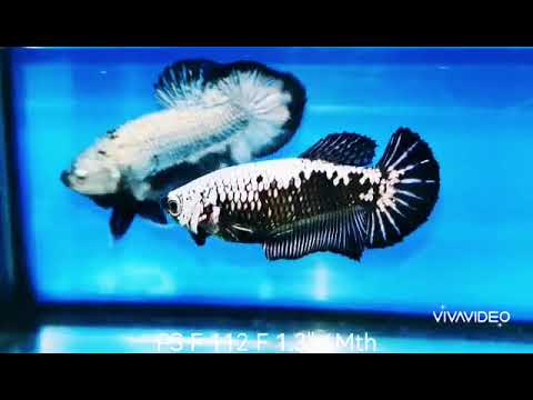 Live Betta Fish Super Black Mamba, Samurai Plakat Our Choice (CBG-028) R7B03