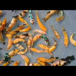 Betta Fish Yellow Koi Glalaxy Plakat Our Choice (CBG-021) R7A09