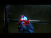 Red Koi Halfmoon Male betta 