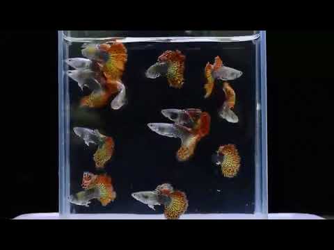 Live Fancy Guppy Fish Premium Quality Red Dragon High Dorsal XL Size (CGP-034)