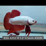 Red Dragon Male Plakat Betta Fish Our Choice (CBM-1073)