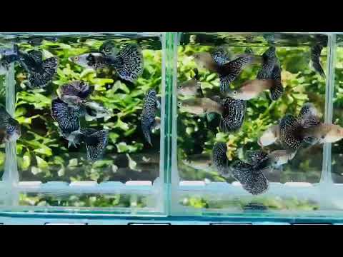 Live Fancy Guppy Fish Premium Quality Blue/Green Dragon Big Ear (CGP-019)