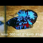 Premium Plakat Male Betta Avatar Our Choice (CBM-1068)