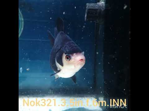 (NOK-321A) Thai Panda Medium Tail Oranda 3.50 inch Body Female 6 Months Age |PREORDER