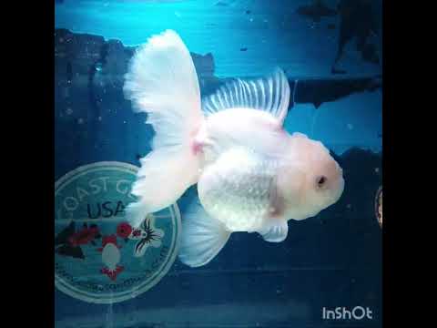 (NOK-349A) Thai White Orchid Tail Oranda 4.00 inch Body Female 7 Months Age |PREORDER