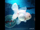 (NOK-349A) Thai White Orchid Tail Oranda 4.00 inch Body Female 7 Months Age |PREORDER