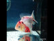 H(NOK-234) Thai Sakura Yuanbao Oranda 3.50 inch Body Female 6 Months Age