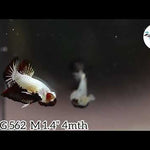 Black Dragon Male Plakat betta fish Our Choice (CBM-1074)
