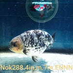 (NOK-288A) Thai Granite Calico Ranchu 4.00 inch Body Male 7 Months Age |PREORDER