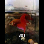 Red Splendens Male Wild Betta Our Choice (CBM-1053)