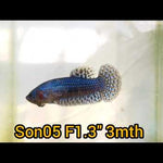 blue alien female betta wild type