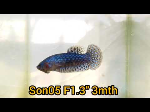 blue alien female betta wild type