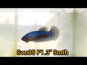 blue alien female betta wild type