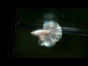 Pegasus male betta over halfmoon