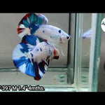 BLUE MARBLE POLKADOT/ Moo Cow PLAKAT Our Choice (CBM-1038)