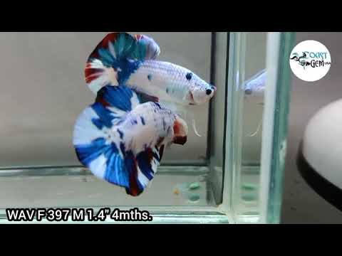 BLUE MARBLE POLKADOT/ Moo Cow PLAKAT Our Choice (CBM-1038)