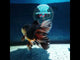 HERE(NOK-222) Thai Apache Orchid Tail Oranda 3.50 inch Body Male 6 Months Age