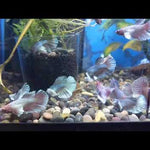 Betta Fish Mixed Dumbo Big Ear Halfmoon Sorority Group Our Choice (CBG-008) R7A05