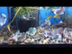 Betta Fish Mixed Dumbo Big Ear Halfmoon Sorority Group Our Choice (CBG-008) R7A05