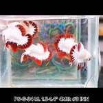 Betta Plakat Male Red Snow Fancy Star Tail Our Choice (CBM-1041)