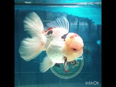 ONWAY(NOK-268) Thai Tri Color Orchid Tail Oranda 4.00 inch Body Male 7 Months Age