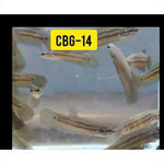 Live Betta Fish Wild Imbellis Blue Red Tail Our Choice (CBG-036)