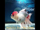 (NOK-353A) Thai Jumbo Tri Color Orchid Tail Oranda 5.00 inch Body Female 9 Months Age |PREORDER