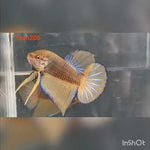 Yellow Splendens Male Wild Betta Our Choice (CBM-1054)