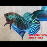 Green Alien Male Wild Betta Our Choice (CBM-1051)