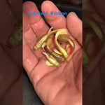 Live Fancy Guppy Fish Premium Quality Full Gold XL Size (CGP-016)