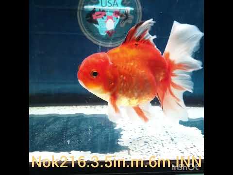 H(NOK-216) Thai Red Calico Orchid Tail Oranda 3.50 inch Body Male 6 Months Age