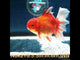 H(NOK-216) Thai Red Calico Orchid Tail Oranda 3.50 inch Body Male 6 Months Age