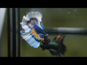 Mustard Gad Butterfly Over Halfmoon Male Betta