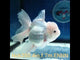 (NOK-350A) Thai White Orchid Tail Oranda 4.00 inch Body Female 7 Months Age |PREORDER