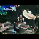 Betta Fish Mixed Dumbo Big Ear Halfmoon Sorority Group Our Choice (CBG-008) R7A05