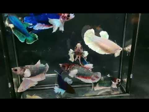 Betta Fish Mixed Dumbo Big Ear Halfmoon Sorority Group Our Choice (CBG-008) R7A05