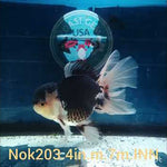 (NOK-203) Thai Panda Orchid Tail Oranda 4.00 inch Body Male 7 Months Age
