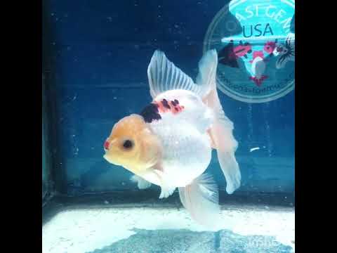 (NOK-327A) Thai Tri Color Orchid Tail Oranda 3.50 inch Body Male 6 Months Age |PREORDER