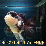 (NOK-271A) Thai Tri Color Orchid Tail Oranda 4.00 inch Body Female 7 Months Age |PREORDER