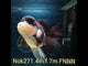 (NOK-271A) Thai Tri Color Orchid Tail Oranda 4.00 inch Body Female 7 Months Age |PREORDER