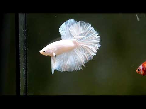 Pegasus white dumbo ear halfmoon male betta