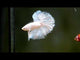 Pegasus white dumbo ear halfmoon male betta