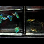 Live Fancy Guppy Fish Premium Quality Lazuri Blue Grass (CGP-105)