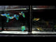 Live Fancy Guppy Fish Premium Quality Lazuri Blue Grass (CGP-105)
