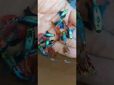 Live Fancy Guppy Fish Premium Quality Red Mosaic Jumbo Dumbo Ear XL (CGP-026)
