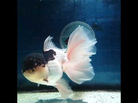 (NOK-343A) Thai Jumbo Panda Orchid Tail Oranda 4.50 inch Body Male 8 Months Age |PREORDER