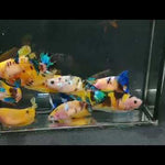 Betta Fish Yellow Koi Glalaxy Plakat Our Choice (CBG-021) R7A09
