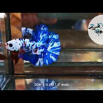 BLUE MARBLE POLKADOT/ Moo Cow PLAKAT Our Choice (CBM-1038)