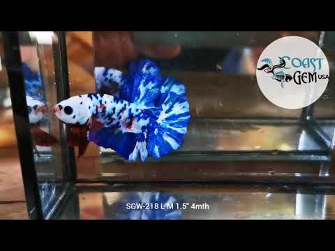 BLUE MARBLE POLKADOT/ Moo Cow PLAKAT Our Choice (CBM-1038)