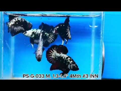 Premium Plakat Male Betta Samurai, Mamba Our Choice (CBM-1043)